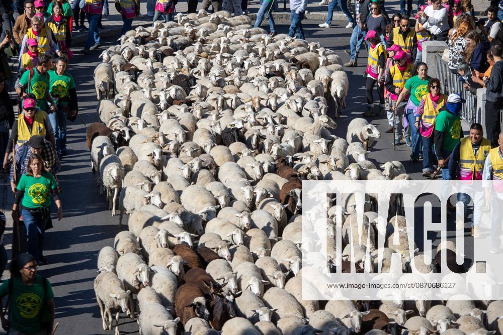Hundreds of sheep and goats have made their way through the center of Madrid for the 33rd edition of the Transhumance Festival an event that, this year, coincides with the United Nations designation of 2026 as the International Year of Rangelands and Pastoralists. Madrid Spain - ZUMAs197 20261025_aaa_s197_044