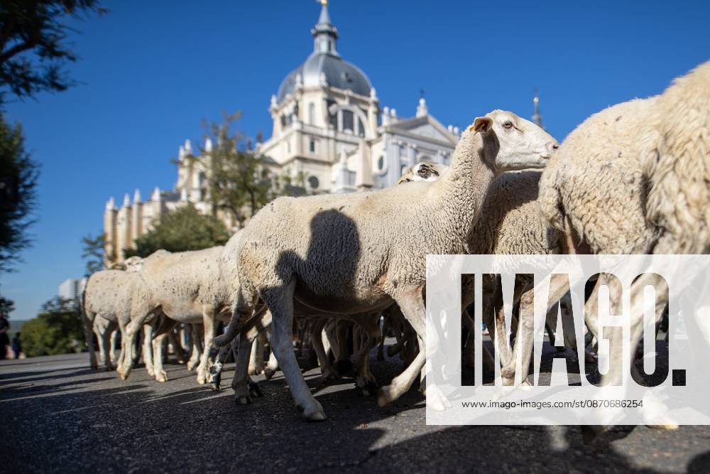 Hundreds of sheep and goats have made their way through the center of Madrid for the 33rd edition of the Transhumance Festivalâ€an event that, this year, coincides with the United Nationsâ€⠢ designation of 2026 as the International Year of Rangelands and Pastoralists. Madrid Spain - ZUMAs197 20261025_aaa_s197_046
