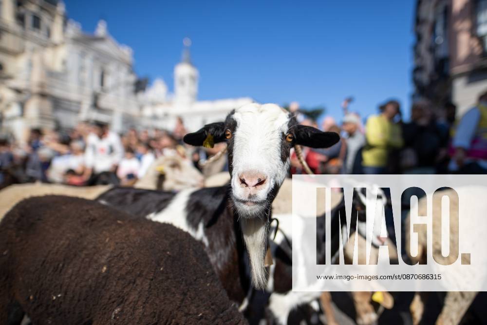 Hundreds of sheep and goats have made their way through the center of Madrid for the 33rd edition of the Transhumance Festival an event that, this year, coincides with the United Nations designation of 2026 as the International Year of Rangelands and Pastoralists. Madrid Spain - ZUMAs197 20261025_aaa_s197_045