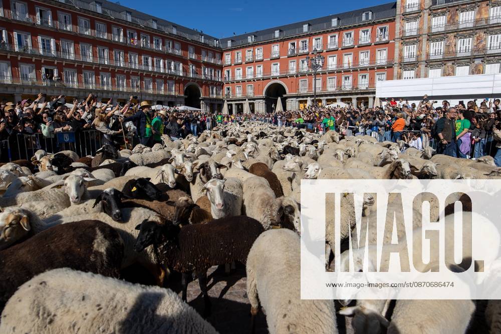 Hundreds of sheep and goats have made their way through the center of Madrid for the 33rd edition of the Transhumance FestivalÃ¢â‚¬an event that, this year, coincides with the United NationsÃ¢â‚¬â ¢ designation of 2026 as the International Year of Rangelands and Pastoralists. Madrid Spain - ZUMAs197 20261025_aaa_s197_049