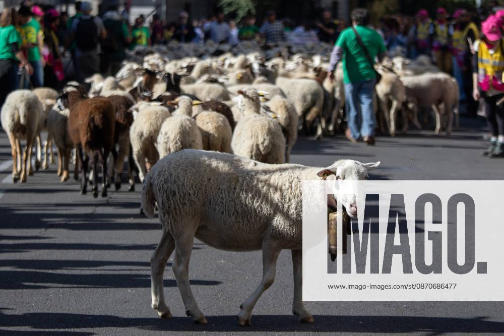 Hundreds of sheep and goats have made their way through the center of Madrid for the 33rd edition of the Transhumance FestivalÃ¢â‚¬an event that, this year, coincides with the United NationsÃ¢â‚¬â ¢ designation of 2026 as the International Year of Rangelands and Pastoralists. Madrid Spain - ZUMAs197 20261025_aaa_s197_050