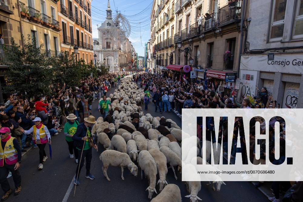 Hundreds of sheep and goats have made their way through the center of Madrid for the 33rd edition of the Transhumance Festivalâ€an event that, this year, coincides with the United Nationsâ€⠢ designation of 2026 as the International Year of Rangelands and Pastoralists. Madrid Spain - ZUMAs197 20261025_aaa_s197_051