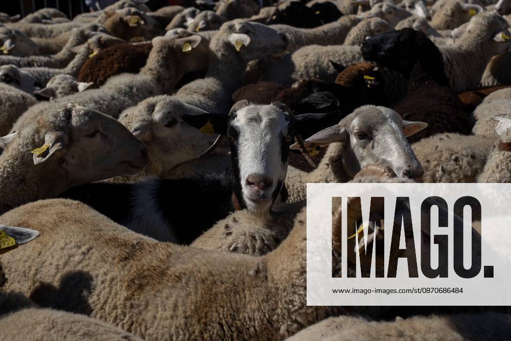 Hundreds of sheep and goats have made their way through the center of Madrid for the 33rd edition of the Transhumance FestivalÃ¢â‚¬an event that, this year, coincides with the United NationsÃ¢â‚¬â ¢ designation of 2026 as the International Year of Rangelands and Pastoralists. Madrid Spain - ZUMAs197 20261025_aaa_s197_052