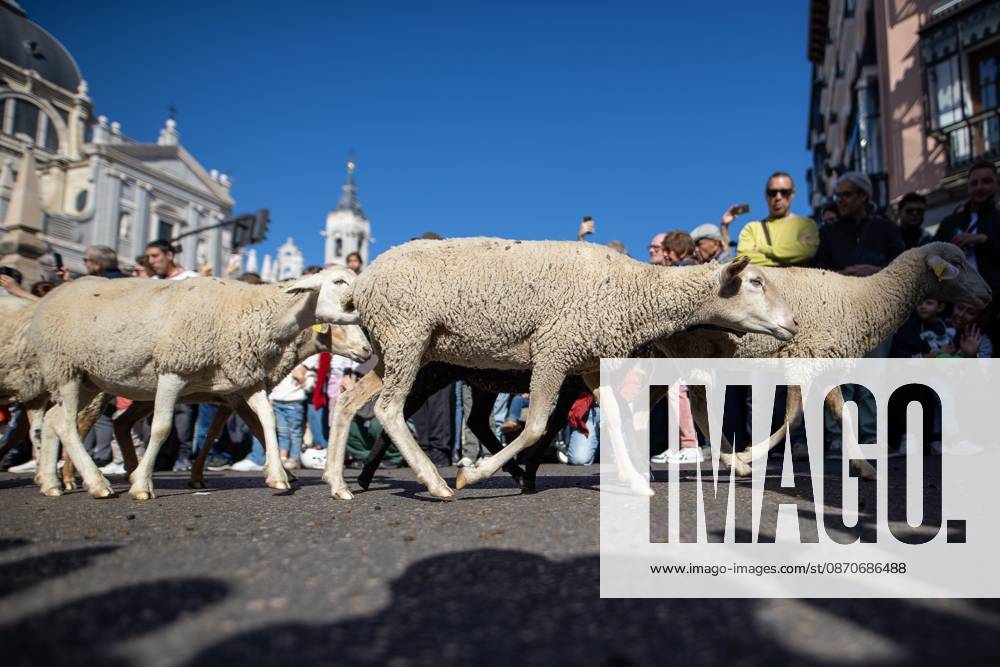 Hundreds of sheep and goats have made their way through the center of Madrid for the 33rd edition of the Transhumance Festivalâ€an event that, this year, coincides with the United Nationsâ€⠢ designation of 2026 as the International Year of Rangelands and Pastoralists. Madrid Spain - ZUMAs197 20261025_aaa_s197_053