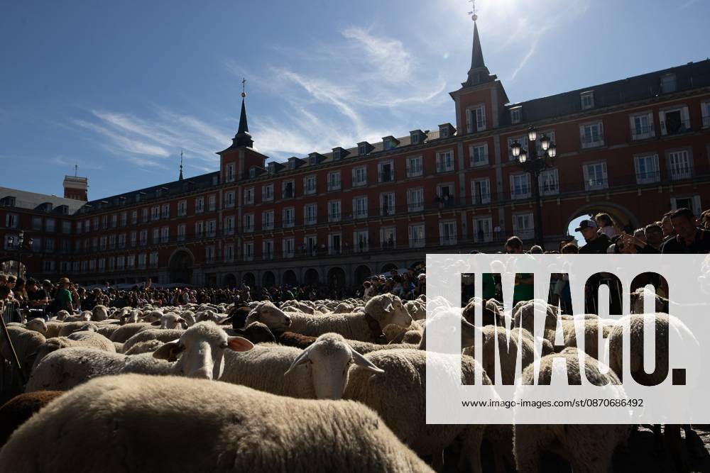 Hundreds of sheep and goats have made their way through the center of Madrid for the 33rd edition of the Transhumance Festivalâ€an event that, this year, coincides with the United Nationsâ€⠢ designation of 2026 as the International Year of Rangelands and Pastoralists. Madrid Spain - ZUMAs197 20261025_aaa_s197_054