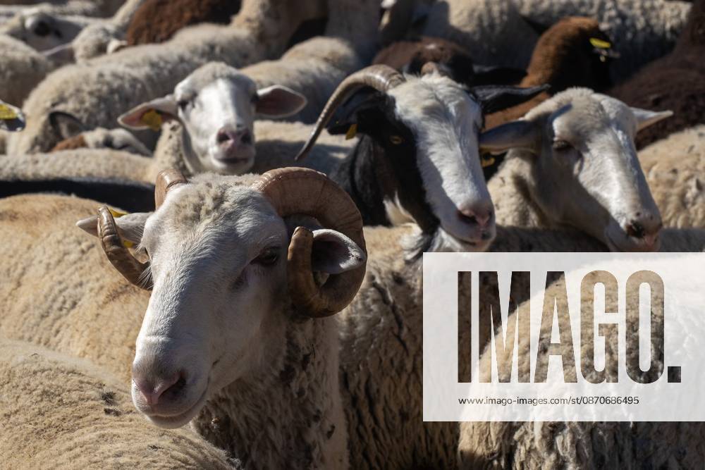 Hundreds of sheep and goats have made their way through the center of Madrid for the 33rd edition of the Transhumance Festivalâ€an event that, this year, coincides with the United Nationsâ€⠢ designation of 2026 as the International Year of Rangelands and Pastoralists. Madrid Spain - ZUMAs197 20261025_aaa_s197_055
