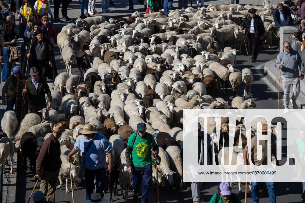 Hundreds of sheep and goats have made their way through the center of Madrid for the 33rd edition of the Transhumance Festivalâ€an event that, this year, coincides with the United Nationsâ€⠢ designation of 2026 as the International Year of Rangelands and Pastoralists. Madrid Spain - ZUMAs197 20261025_aaa_s197_056