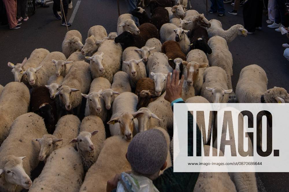 A shepherd guides a flock of sheep by hand in Madrid....Hundreds of sheep and goats have made their way through the center of Madrid for the 33rd edition of the Transhumance Festival an event that, this year, coincides with the United Nations designation of 2026 as the International Year of Rangelands and Pastoralists. Madrid Spain - ZUMAs197 20261025_aaa_s197_048