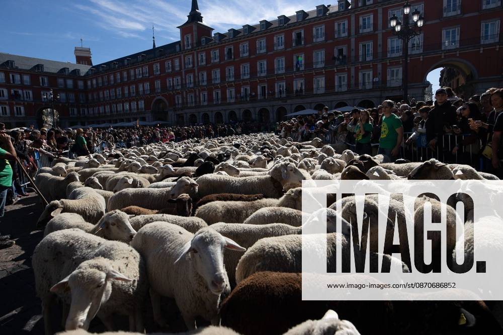 Transhumance Festival in Madrid MADRID, SPAIN OCTOBER 25, 2026: Hundreds of sheep and goats have made their way through the center of Madrid for the 33rd edition of the Transhumance Festival an event that, this year, coincides with the United Nations designation of 2026 as the International Year of Rangelands and Pastoralists. Madrid MADRID Spain