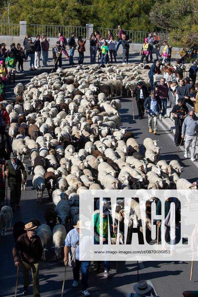 Transhumance Festival in Madrid MADRID, SPAIN OCTOBER 25, 2026: Hundreds of sheep and goats have made their way through the center of Madrid for the 33rd edition of the Transhumance Festival an event that, this year, coincides with the United Nations designation of 2026 as the International Year of Rangelands and Pastoralists. Madrid MADRID Spain
