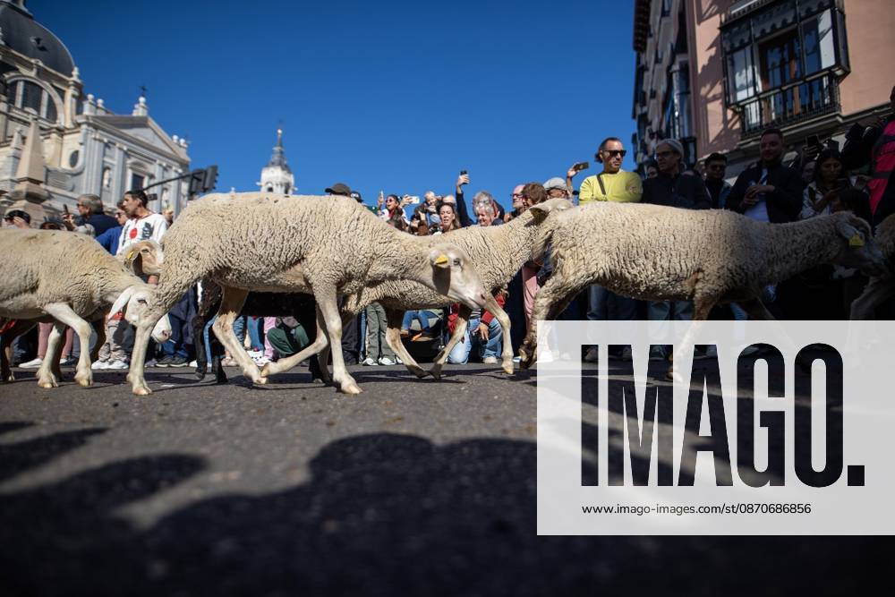 Transhumance Festival in Madrid MADRID, SPAIN OCTOBER 25, 2026: Hundreds of sheep and goats have made their way through the center of Madrid for the 33rd edition of the Transhumance Festival an event that, this year, coincides with the United Nations designation of 2026 as the International Year of Rangelands and Pastoralists. Madrid MADRID Spain