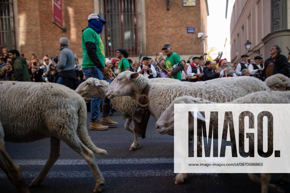 Transhumance Festival in Madrid MADRID, SPAIN OCTOBER 25, 2026: Hundreds of sheep and goats have made their way through the center of Madrid for the 33rd edition of the Transhumance Festival an event that, this year, coincides with the United Nations designation of 2026 as the International Year of Rangelands and Pastoralists. Madrid MADRID Spain