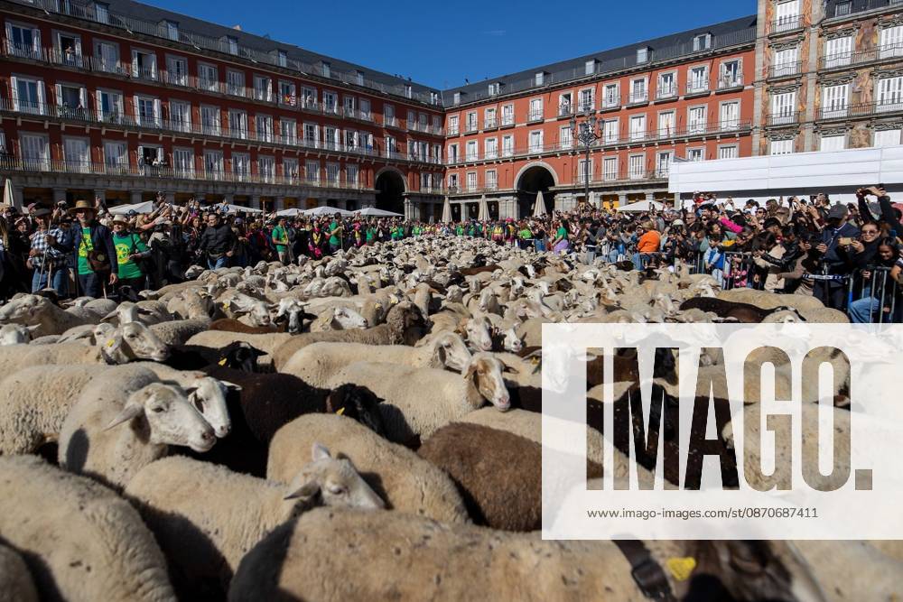 MADRID, SPAIN OCTOBER 25, 2026: Hundreds of sheep and goats have made their way through the center of Madrid for the 33rd edition of the Transhumance Festival an event that, this year, coincides with the United Nations designation of 2026 as the International Year of Rangelands and Pastoralists. Madrid Spain - ZUMAq101 20261025_zna_q101_079