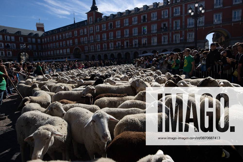 MADRID, SPAIN OCTOBER 25, 2026: Hundreds of sheep and goats have made their way through the center of Madrid for the 33rd edition of the Transhumance Festival an event that, this year, coincides with the United Nations designation of 2026 as the International Year of Rangelands and Pastoralists. Madrid Spain - ZUMAq101 20261025_zna_q101_080