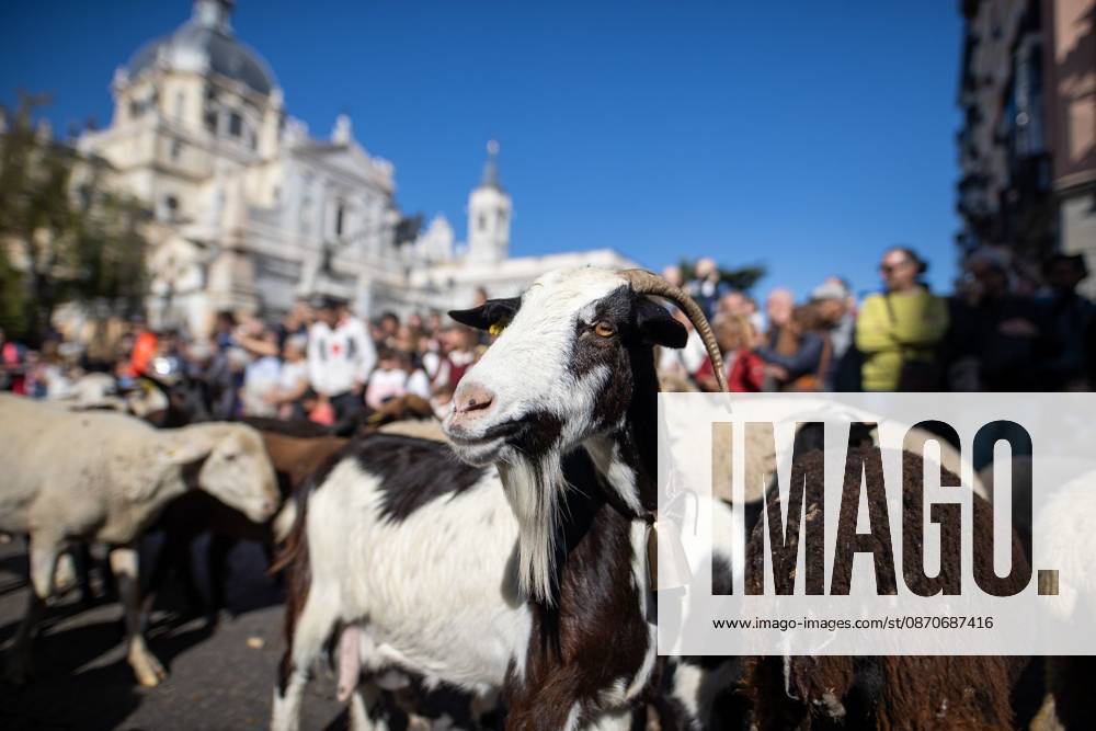MADRID, SPAIN OCTOBER 25, 2026: Hundreds of sheep and goats have made their way through the center of Madrid for the 33rd edition of the Transhumance Festival an event that, this year, coincides with the United Nations designation of 2026 as the International Year of Rangelands and Pastoralists. Madrid Spain - ZUMAq101 20261025_zna_q101_082