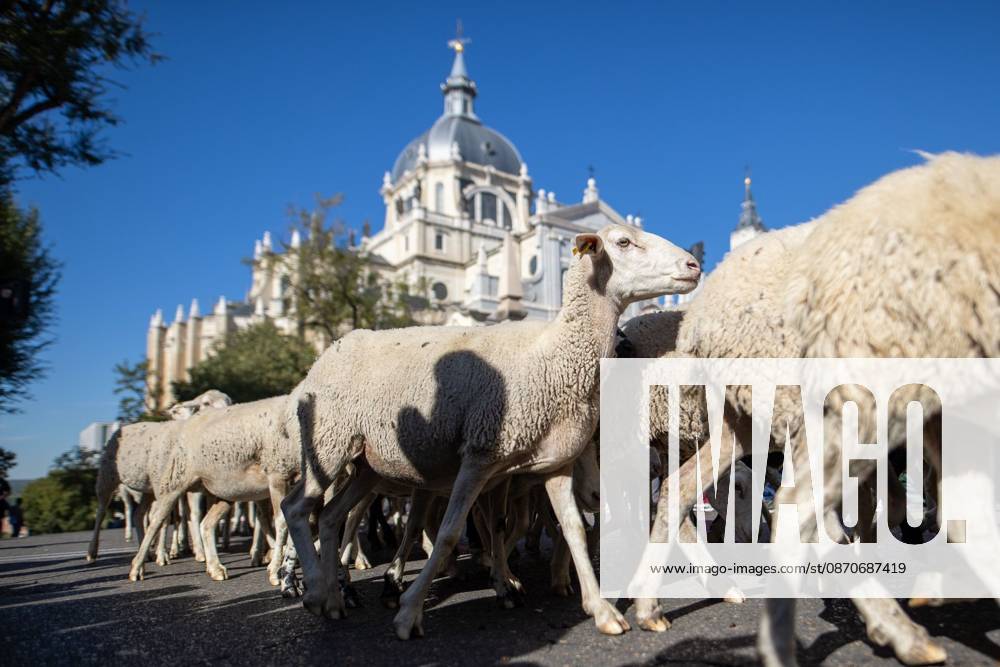 MADRID, SPAIN OCTOBER 25, 2026: Hundreds of sheep and goats have made their way through the center of Madrid for the 33rd edition of the Transhumance Festival an event that, this year, coincides with the United Nations designation of 2026 as the International Year of Rangelands and Pastoralists. Madrid Spain - ZUMAq101 20261025_zna_q101_084