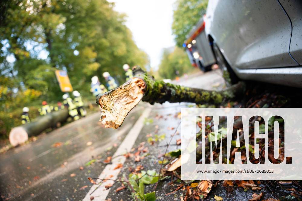 Fallen Tree in Schwerte: 80-centimeter-thick Tree Crashes Into Moving Car – Passengers Narrowly Escape Disaster 7aIMG 0578225 Fallen Tree in Schwerte: 80-centimeter-thick Tree Crashes Into Moving Car – Passengers narrowly escape disaster North Rhine-Westphalia, Schwerte, Germany