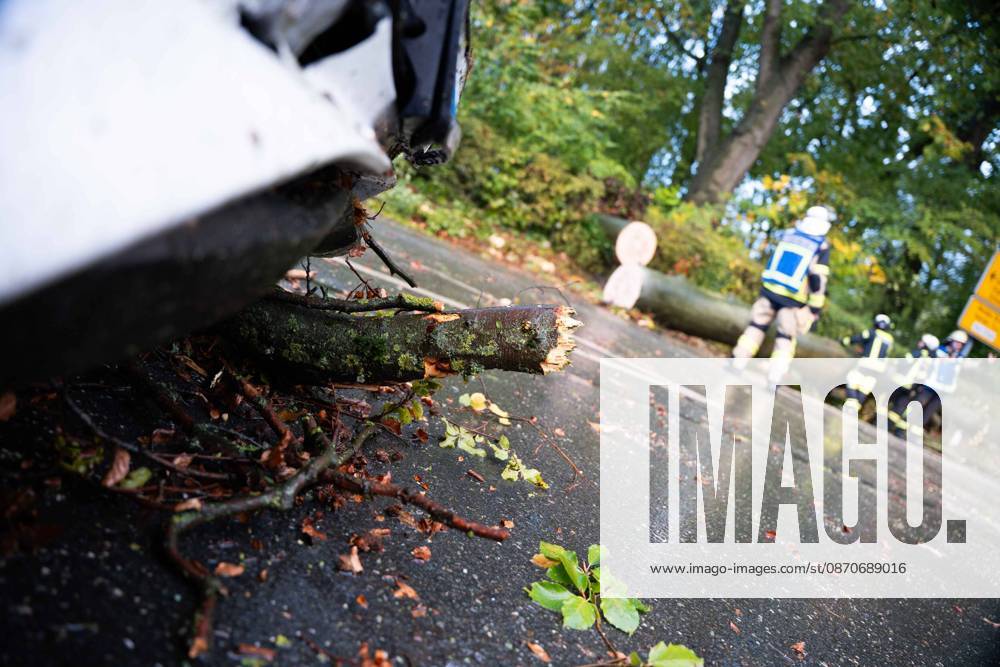 Fallen Tree in Schwerte: 80-Centimeter-Thick Tree Crashes Into Moving Car – Passengers Narrowly Escape Disaster 7aIMG 0578227 Fallen Tree in Schwerte: 80-Centimeter-Thick Tree Crashes Into Moving Car – Passengers narrowly escape disaster North Rhine-Westphalia, Schwerte, Germany