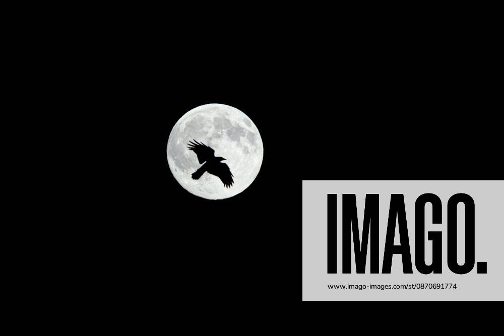 GER, Wildlife, Nature, Full Moon; a common raven flies as a silhouette against the full moon. The so-called Hunter s Moon —the full moon in October—is silhouetted by common ravens as they search for a place to roost. 99867 Gotha City Center, Thuringia, Germany