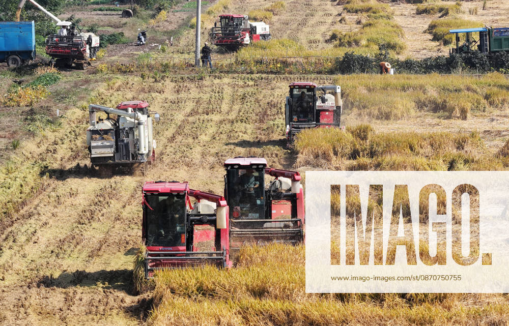 Combine harvesters work in a rice field to harvest late rice on October 26, 2026 in Yangzhou, Jiangsu Province of China.