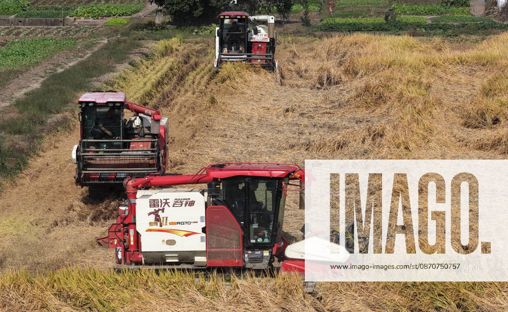 Combine harvesters work in a rice field to harvest late rice on October 26, 2026 in Yangzhou, Jiangsu Province of China.