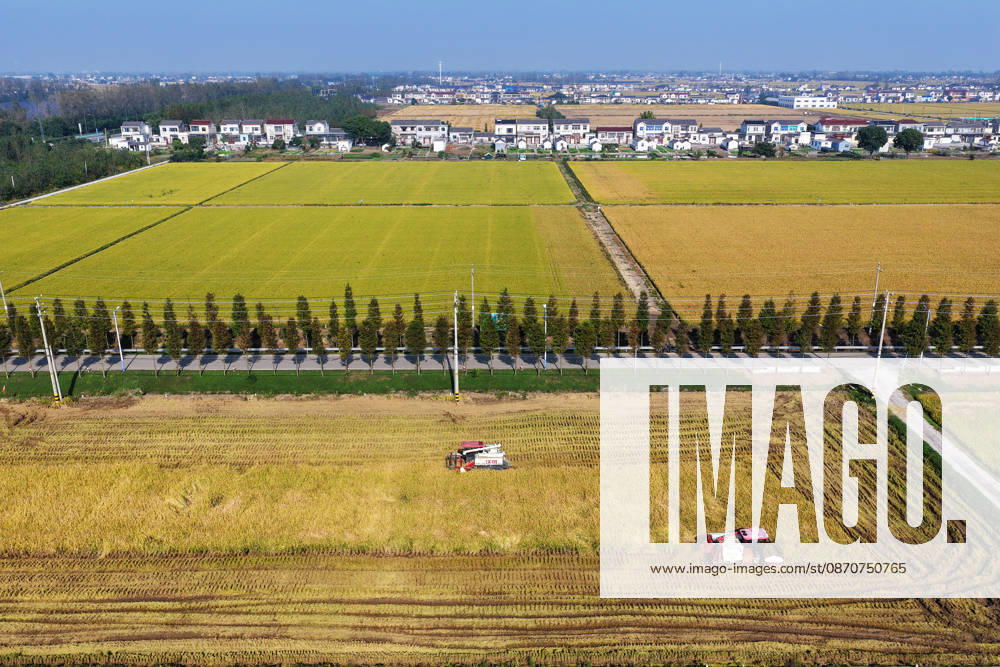 A combine harvester harvests late rice in a paddy field in Hanjiang District on October 26, 2026 in Yangzhou, Jiangsu Province of China.