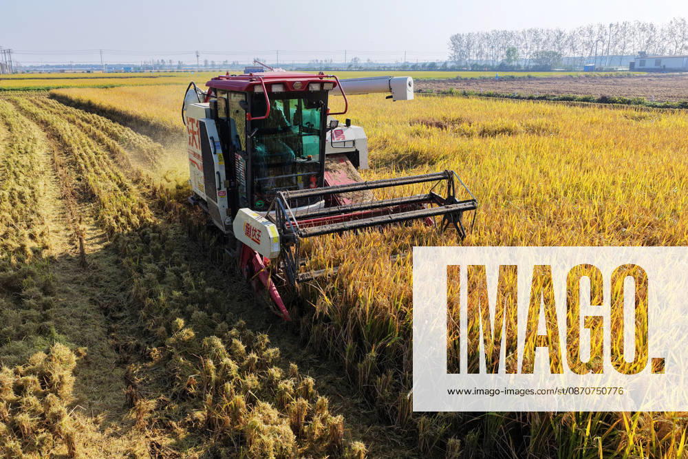 Combine harvesters work in a rice field to harvest late rice on October 26, 2026 in Yangzhou, Jiangsu Province of China.
