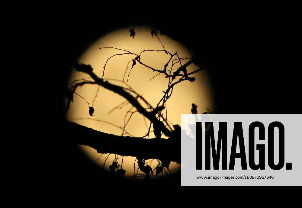 Full Moon; the photo shows branches against the full moon