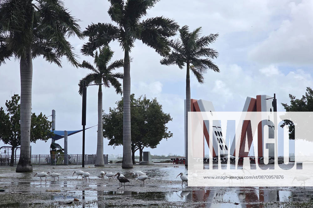 Photograph showing the flooded area near the iconic giant domino piece sculpture located in Jose Milton Park, on 26 October 2026 in downtown Miami, Florida, USA issued 27 October 2026. The National Weather Service (NWS) issued a coastal flood alert for southeastern Florida—in effect until Wednesday—due to high tides (spring tides) affecting the region, which have inundated parts of Miami and Fort Lauderdale. King tides inundate areas of Miami and trigger flood alerts in Florida !ACHTUNG: NUR REDAKTIONELLE NUTZUNG!