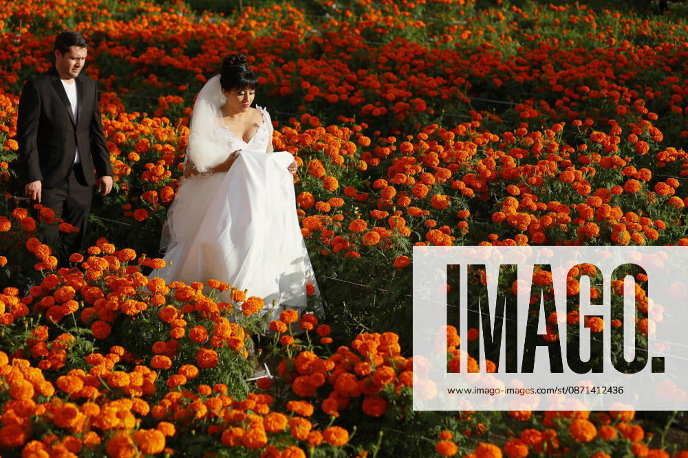 People visit marigold fields ahead of the Day of the Dead celebrations TLAJOMULCO, MEXICO - OCTOBER 30: A couple walk through a field of marigolds, known locally as cempasuchil, at a ranch in the municipality of Tlajomulco de Zuniga, Jalisco state, Mexico, Friday, October 30, 2026. The vibrant orange flower fields attract thousands of visitors each year ahead of the traditional Day of the Dead celebrations. Stringer Anadolu Tlajomulco Mexico. Editorial use only. Please get in touch for any other usage.
