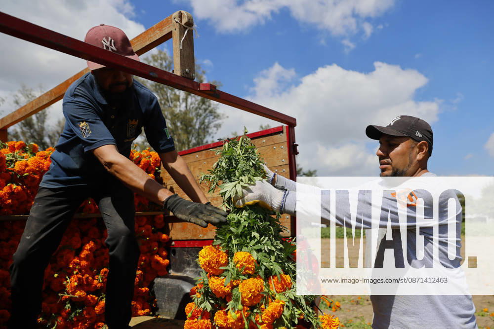 People visit marigold fields ahead of the Day of the Dead celebrations TLAJOMULCO, MEXICO - OCTOBER 30: Agricultural workers harvest Mexican marigolds, known locally as cempasuchil, at a ranch in the municipality of Tlajomulco de Zuniga, Jalisco state, Mexico, Friday, October 30, 2026. The vibrant orange flower fields attract thousands of visitors each year ahead of the traditional Day of the Dead celebrations. Stringer Anadolu Tlajomulco Mexico. Editorial use only. Please get in touch for any other usage.