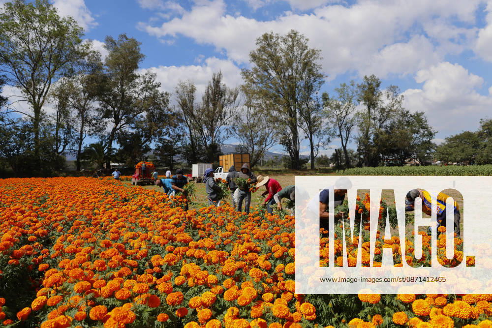 People visit marigold fields ahead of the Day of the Dead celebrations TLAJOMULCO, MEXICO - OCTOBER 30: Agricultural workers harvest Mexican marigolds, known locally as cempasuchil, at a ranch in the municipality of Tlajomulco de Zuniga, Jalisco state, Mexico, Friday, October 30, 2026. The vibrant orange flower fields attract thousands of visitors each year ahead of the traditional Day of the Dead celebrations. Stringer Anadolu Tlajomulco Mexico. Editorial use only. Please get in touch for any other usage.