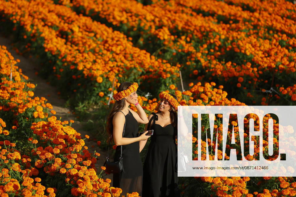 People visit marigold fields ahead of the Day of the Dead celebrations TLAJOMULCO, MEXICO - OCTOBER 30: Women dressed as Catrinas pose in a field of marigolds, known locally as cempasuchil, at a ranch in the municipality of Tlajomulco de Zuniga, Jalisco state, Mexico, Friday, October 30, 2026. The vibrant orange flower fields attract thousands of visitors each year ahead of the traditional Day of the Dead celebrations. Stringer Anadolu Tlajomulco Mexico. Editorial use only. Please get in touch for any other usage.