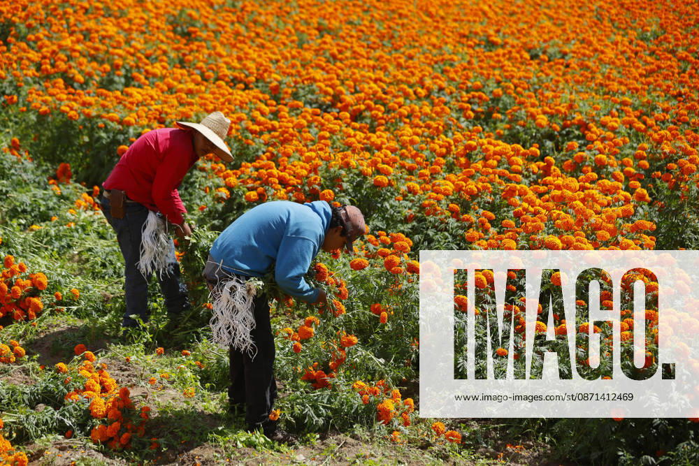 People visit marigold fields ahead of the Day of the Dead celebrations TLAJOMULCO, MEXICO - OCTOBER 30: Agricultural workers harvest Mexican marigolds, known locally as cempasuchil, at a ranch in the municipality of Tlajomulco de Zuniga, Jalisco state, Mexico, Friday, October 30, 2026. The vibrant orange flower fields attract thousands of visitors each year ahead of the traditional Day of the Dead celebrations. Stringer Anadolu Tlajomulco Mexico. Editorial use only. Please get in touch for any other usage.