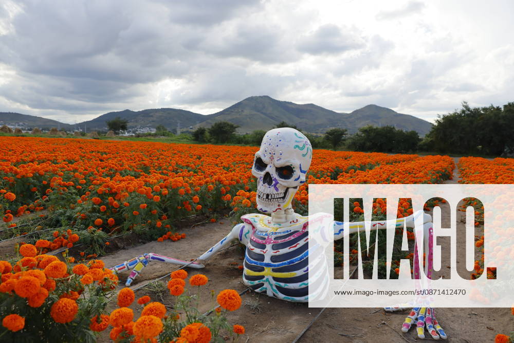 People visit marigold fields ahead of the Day of the Dead celebrations TLAJOMULCO, MEXICO - OCTOBER 30: People visit a field of marigolds, known locally as cempasuchil, at a ranch in the municipality of Tlajomulco de Zuniga, Jalisco state, Mexico, Friday, October 30, 2026. The vibrant orange flower fields attract thousands of visitors each year ahead of the traditional Day of the Dead celebrations. Stringer Anadolu Tlajomulco Mexico. Editorial use only. Please get in touch for any other usage.
