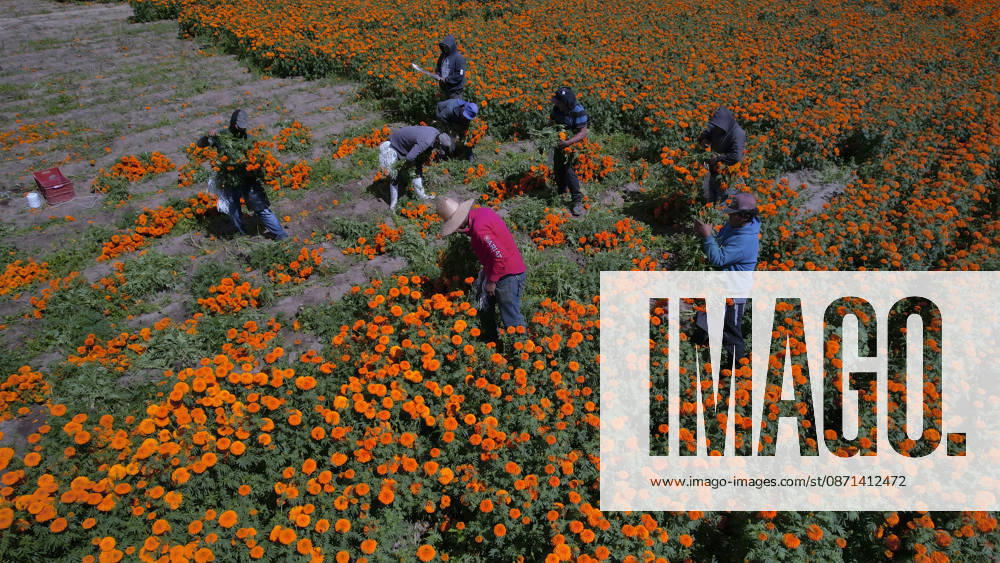 People visit marigold fields ahead of the Day of the Dead celebrations TLAJOMULCO, MEXICO - OCTOBER 30: Agricultural workers harvest Mexican marigolds, known locally as cempasuchil, at a ranch in the municipality of Tlajomulco de Zuniga, Jalisco state, Mexico, Friday, October 30, 2026. The vibrant orange flower fields attract thousands of visitors each year ahead of the traditional Day of the Dead celebrations. Stringer Anadolu Tlajomulco Mexico. Editorial use only. Please get in touch for any other usage.