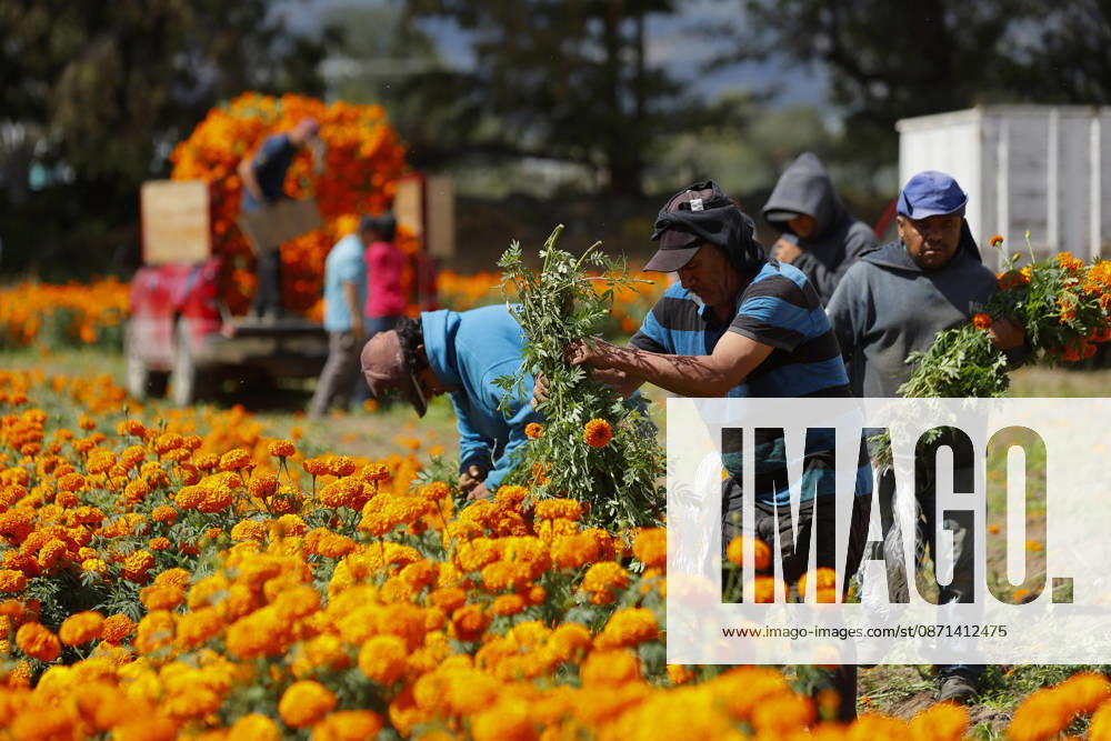 People visit marigold fields ahead of the Day of the Dead celebrations TLAJOMULCO, MEXICO - OCTOBER 30: Agricultural workers harvest Mexican marigolds, known locally as cempasuchil, at a ranch in the municipality of Tlajomulco de Zuniga, Jalisco state, Mexico, Friday, October 30, 2026. The vibrant orange flower fields attract thousands of visitors each year ahead of the traditional Day of the Dead celebrations. Stringer Anadolu Tlajomulco Mexico. Editorial use only. Please get in touch for any other usage.