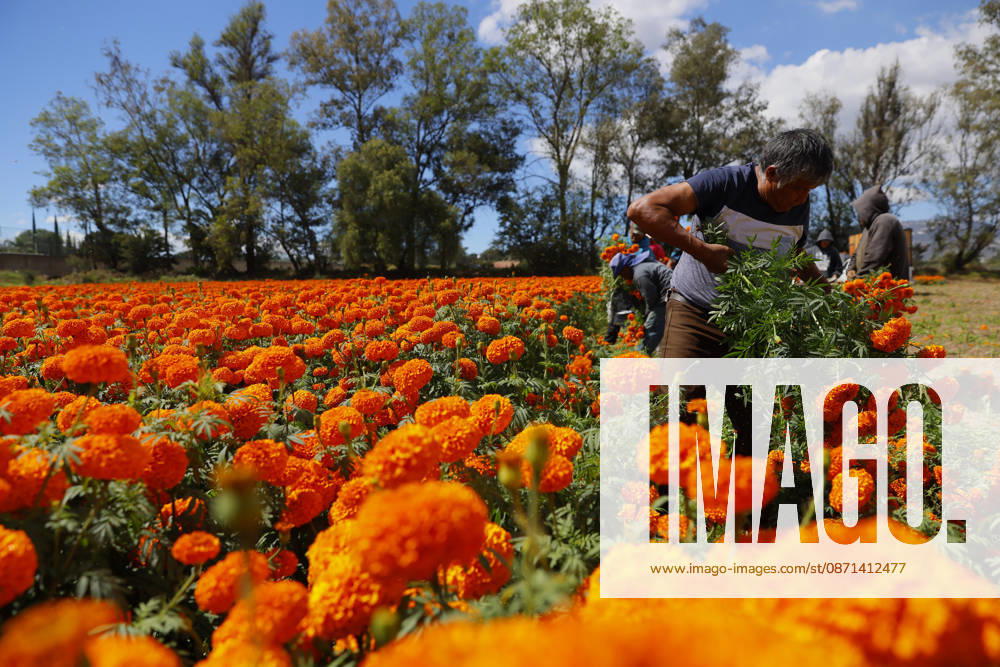 People visit marigold fields ahead of the Day of the Dead celebrations TLAJOMULCO, MEXICO - OCTOBER 30: Agricultural workers harvest Mexican marigolds, known locally as cempasuchil, at a ranch in the municipality of Tlajomulco de Zuniga, Jalisco state, Mexico, Friday, October 30, 2026. The vibrant orange flower fields attract thousands of visitors each year ahead of the traditional Day of the Dead celebrations. Stringer Anadolu Tlajomulco Mexico. Editorial use only. Please get in touch for any other usage.