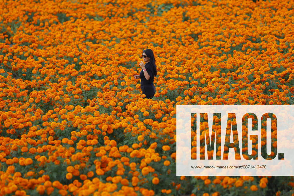 People visit marigold fields ahead of the Day of the Dead celebrations TLAJOMULCO, MEXICO - OCTOBER 30: People visit a field of marigolds, known locally as cempasuchil, at a ranch in the municipality of Tlajomulco de Zuniga, Jalisco state, Mexico, Friday, October 30, 2026. The vibrant orange flower fields attract thousands of visitors each year ahead of the traditional Day of the Dead celebrations. Stringer Anadolu Tlajomulco Mexico. Editorial use only. Please get in touch for any other usage.