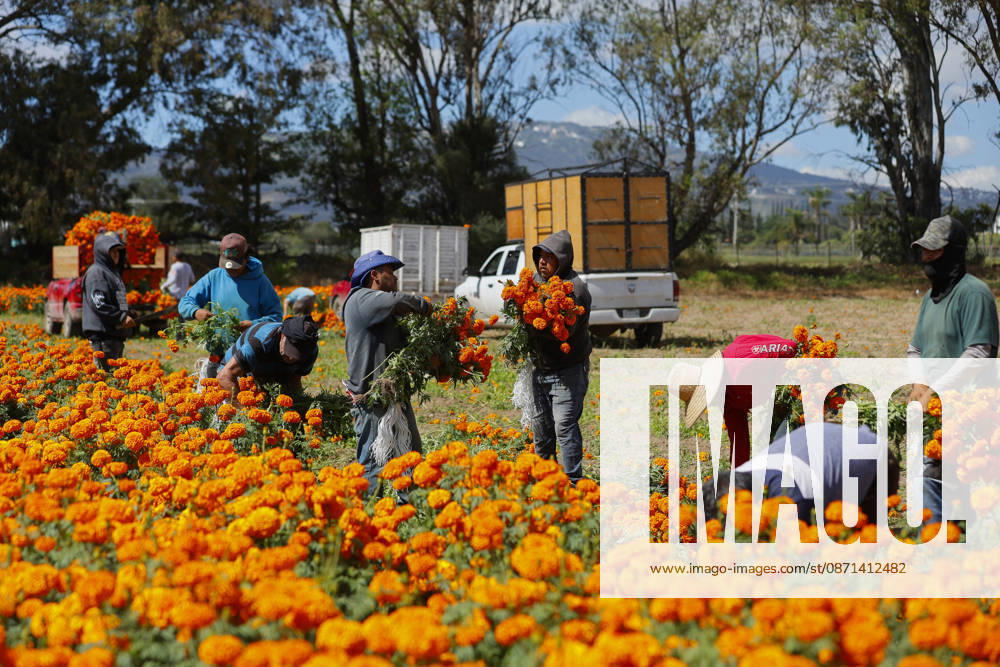 People visit marigold fields ahead of the Day of the Dead celebrations TLAJOMULCO, MEXICO - OCTOBER 30: Agricultural workers harvest Mexican marigolds, known locally as cempasuchil, at a ranch in the municipality of Tlajomulco de Zuniga, Jalisco state, Mexico, Friday, October 30, 2026. The vibrant orange flower fields attract thousands of visitors each year ahead of the traditional Day of the Dead celebrations. Stringer Anadolu Tlajomulco Mexico. Editorial use only. Please get in touch for any other usage.