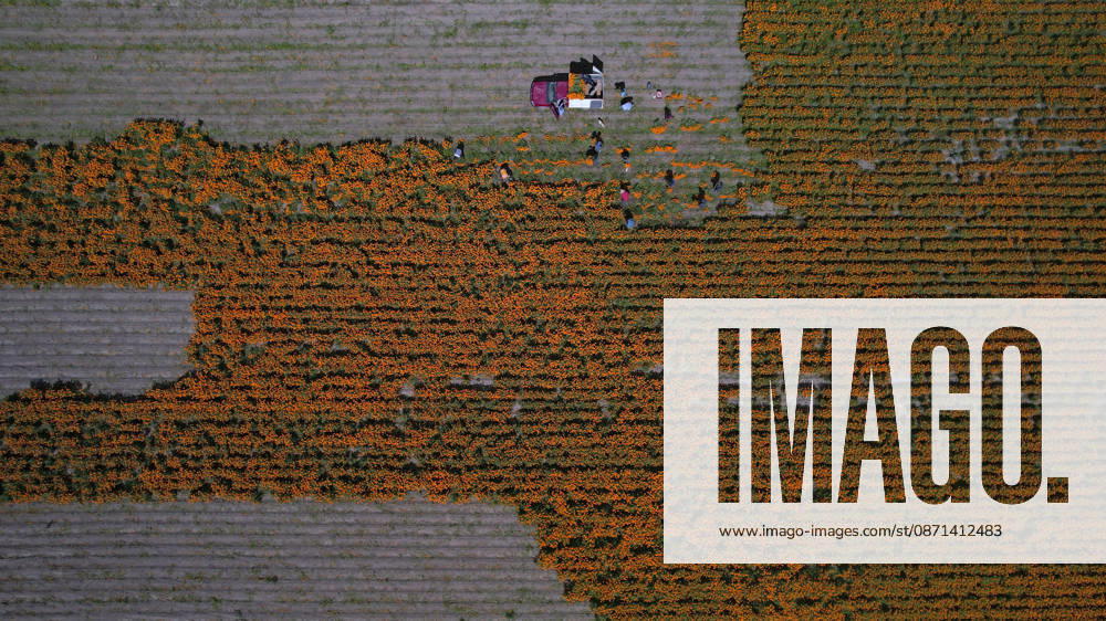 People visit marigold fields ahead of the Day of the Dead celebrations TLAJOMULCO, MEXICO - OCTOBER 30: An aerial view of a field of Mexican marigolds, known locally as cempasuchil, at a ranch in the municipality of Tlajomulco de Zuniga, Jalisco state, Mexico, Friday, October 30, 2026. The vibrant orange flower fields attract thousands of visitors each year ahead of the traditional Day of the Dead celebrations. Stringer Anadolu Tlajomulco Mexico. Editorial use only. Please get in touch for any other usage.