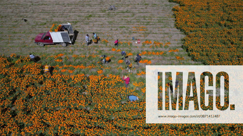 People visit marigold fields ahead of the Day of the Dead celebrations TLAJOMULCO, MEXICO - OCTOBER 30: An aerial view of a field of Mexican marigolds, known locally as cempasuchil, at a ranch in the municipality of Tlajomulco de Zuniga, Jalisco state, Mexico, Friday, October 30, 2026. The vibrant orange flower fields attract thousands of visitors each year ahead of the traditional Day of the Dead celebrations. Stringer Anadolu Tlajomulco Mexico. Editorial use only. Please get in touch for any other usage.