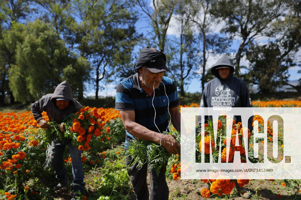 People visit marigold fields ahead of the Day of the Dead celebrations TLAJOMULCO, MEXICO - OCTOBER 30: Agricultural workers harvest Mexican marigolds, known locally as cempasuchil, at a ranch in the municipality of Tlajomulco de Zuniga, Jalisco state, Mexico, Friday, October 30, 2026. The vibrant orange flower fields attract thousands of visitors each year ahead of the traditional Day of the Dead celebrations. Stringer Anadolu Tlajomulco Mexico. Editorial use only. Please get in touch for any other usage.
