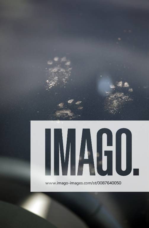 Graditz Saxony GER paw print of a marten on the windshield of a car impression impression on the outside outside of the windshield of a car impression impression of a marten German Germany Europe European fauna windshield Graditz HF portrait format marten marten marten damage marten track nature nobody paw print paw print paw print car Saxony disc track animal kingdom Western Europe 180415D403GRADITZ JPG