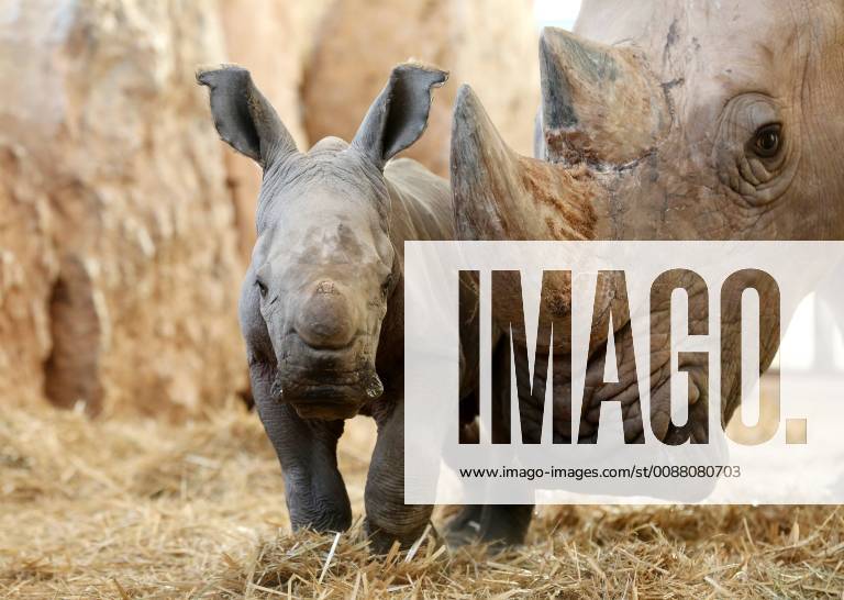 Thuringian Zoo 03 01 2019 Erfurt Thuringian Zoopark Rhino cow Marcita got offspring on 29 12 2018 the little rhinoceros bull lives in well