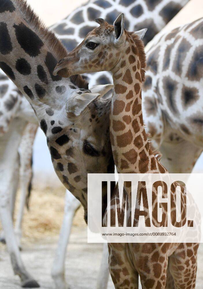 A four day old Rothschild giraffe calf was introduced for the first time to the public by Prague Zoo, Czech Republic, January 29, 2019. (CTKxPhoto OndrejxDeml) CTKPhotoP201901290384401 dml 004