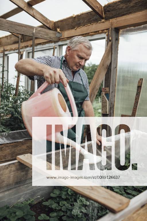 Mature man, gardener in greenhouse watering plants model released Symbolfoto property released VPIF01109