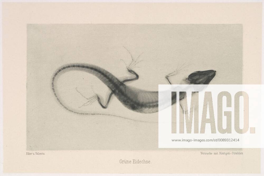 Grüne Eidechse, 1896, Photogravure, Image: 3 5 8 × 6 1 4 in. (9.2 × 15.9 cm), Photographs, Josef Maria Eder (Austrian, Krems an der Donau, 1855–1944 Kitzbühel) and, Eduard Valenta (Austrian, 1857–1937), Eder was the director of an institute for graphic processes and the author of an early history of photography. With the photochemist Valenta, he produced a portfolio in January 1896, less than a month after Wilhelm Conrad Röntgen published his discovery of X-rays