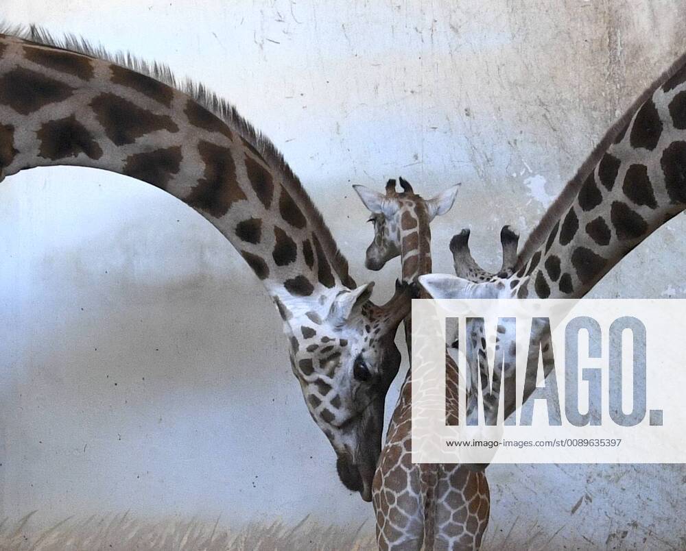 A Rothschild s giraffe (Giraffa camelopardalis rothschildi) calf is seen in the Zoo Prague, Czech Republic, on February 25, 2019. A male calf born on August 13, 2018, joined the group on February 25. (CTKxPhoto MichalxKrumphanzl) CTKPhotoP201902250608101 kru 8