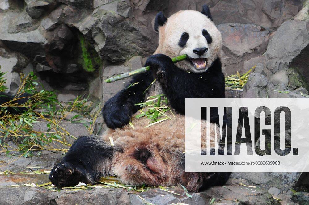 Hangzhou, Hangzhou, China - Hangzhou, CHINA-Two giant pandas enjoy bamboo at Hangzhou Zoo in Hangzhou ,east ChinaÃ¢â‚¬â ¢s Zhejiang Province. Hangzhou China - ZUMAs145 20190225_zaa_s145_519